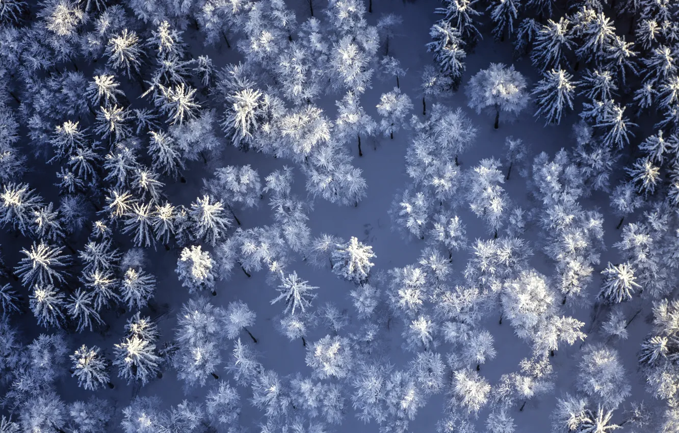 Photo wallpaper winter, forest, snow