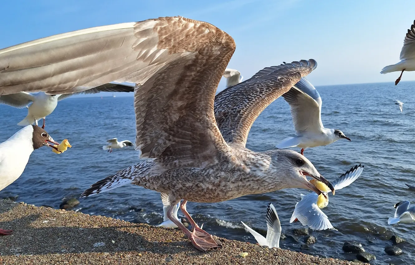 Photo wallpaper Gulls, Seabirds, Currants