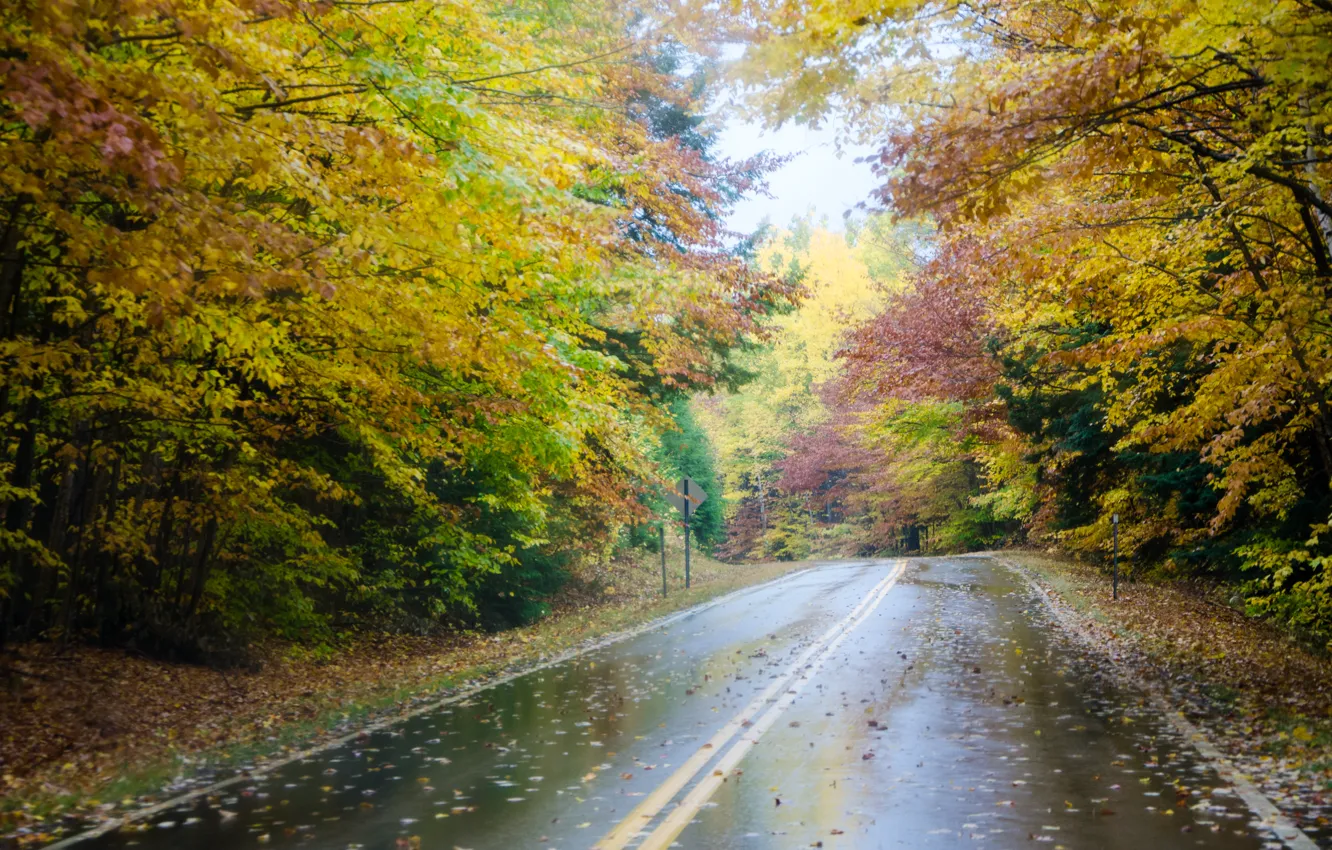 Photo wallpaper road, autumn, forest, trees, fog, rain, forest, Nature