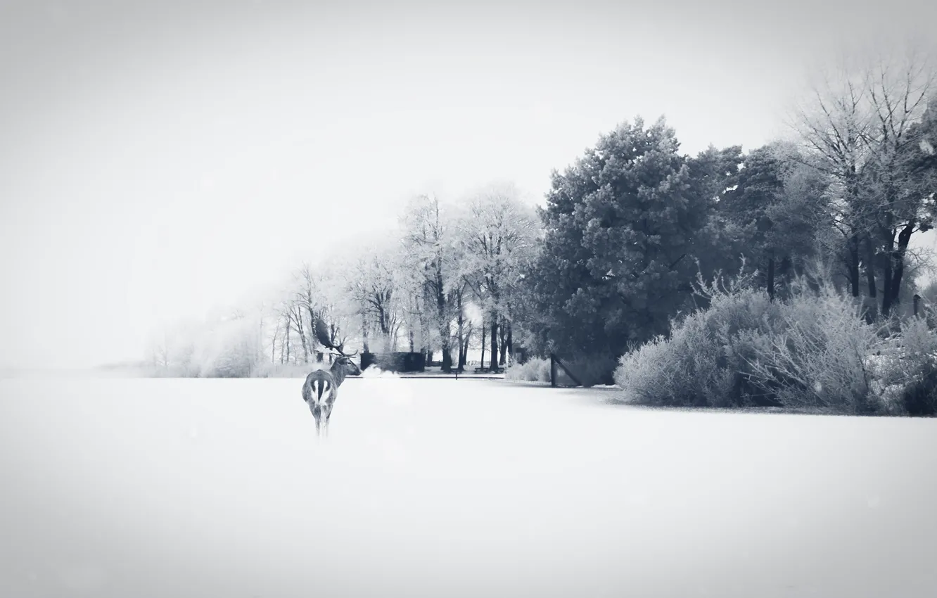 Photo wallpaper field, nature, deer