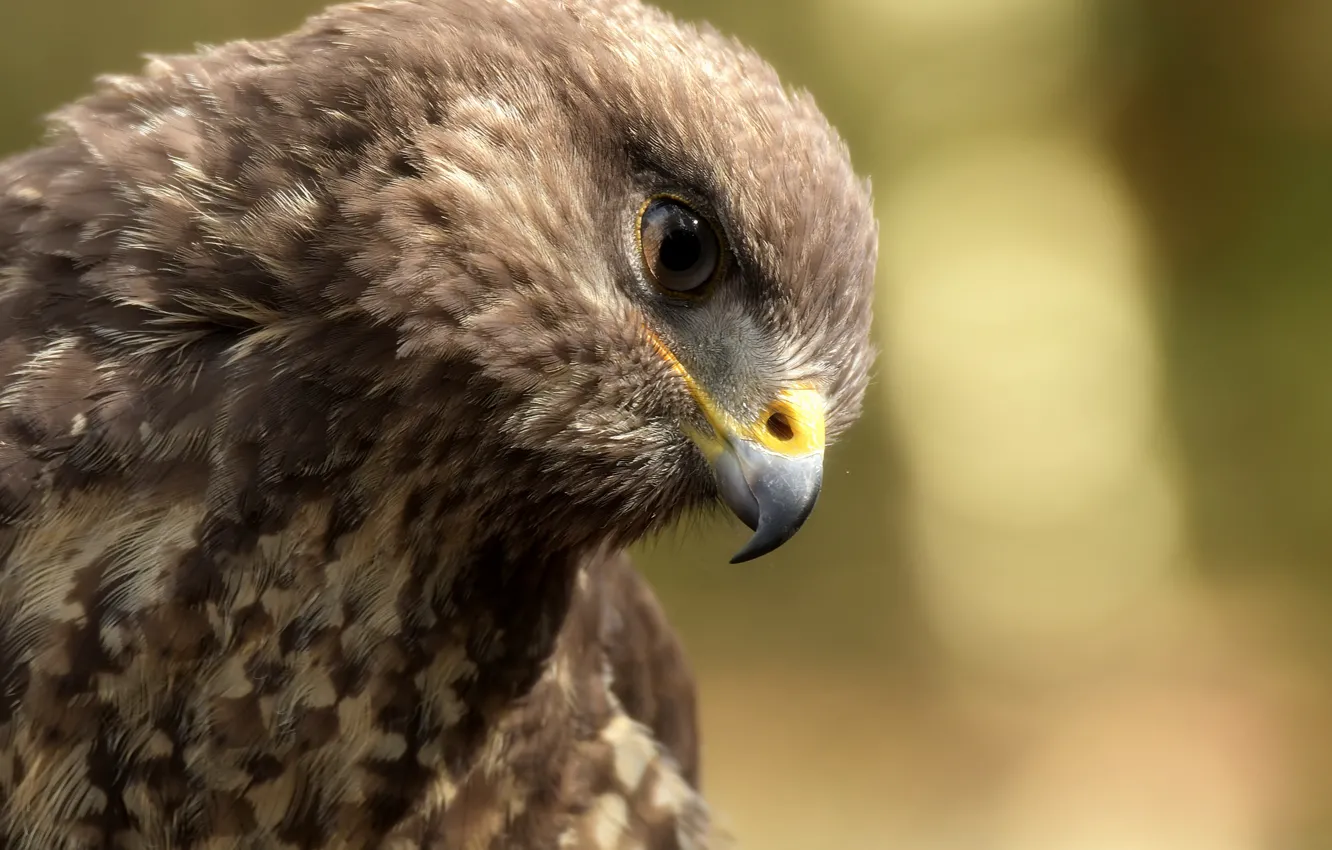 Photo wallpaper bird, eagle, beak