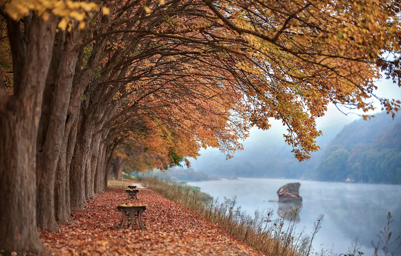 Photo wallpaper autumn, trees, bench, river