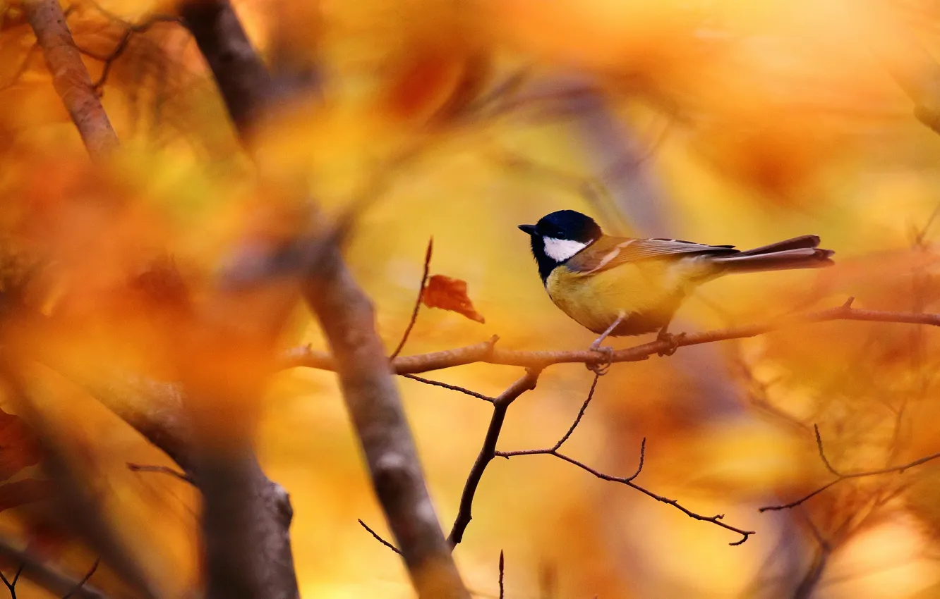 Photo wallpaper autumn, leaves, branch, bird, bokeh