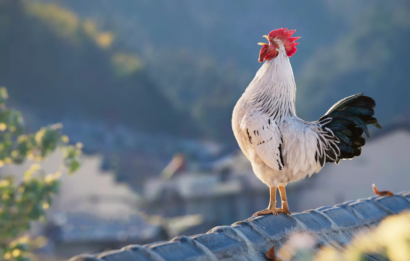 Photo wallpaper cock, good morning, At the dawn of the