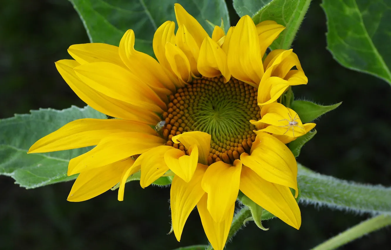 Photo wallpaper sunflowers, flowers, background