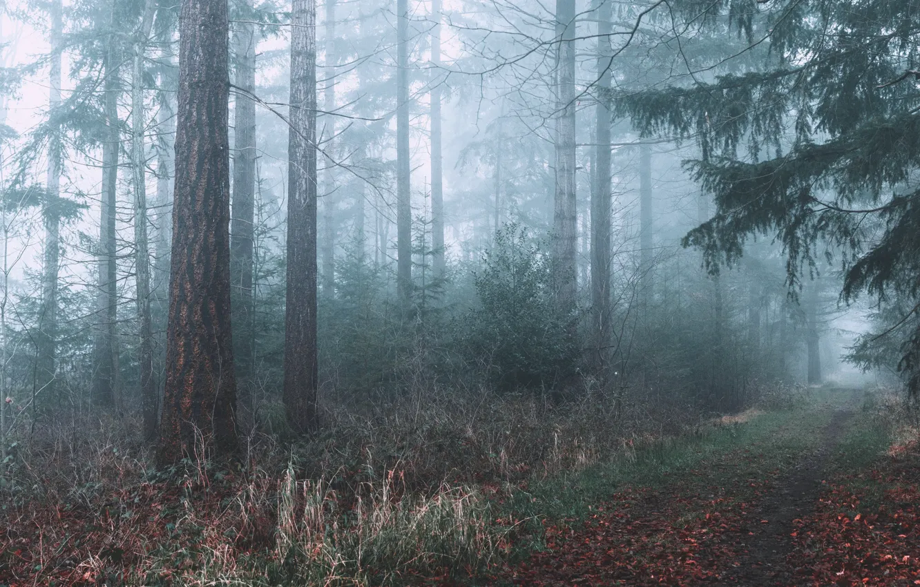 Photo wallpaper autumn, forest, trees, nature, fog, path