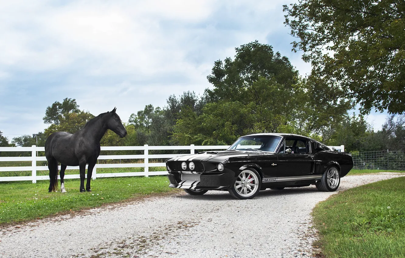 Photo wallpaper Shelby, Black, GT500CR, Horse