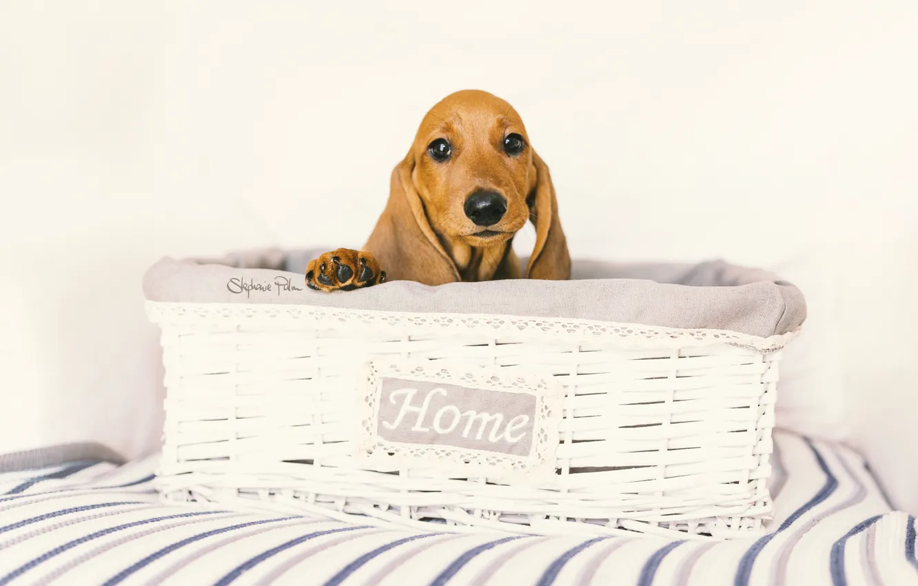 Photo wallpaper comfort, house, dog