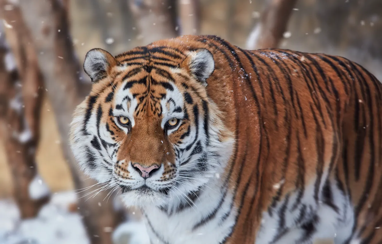 Photo wallpaper look, face, snow, tiger, wild cat