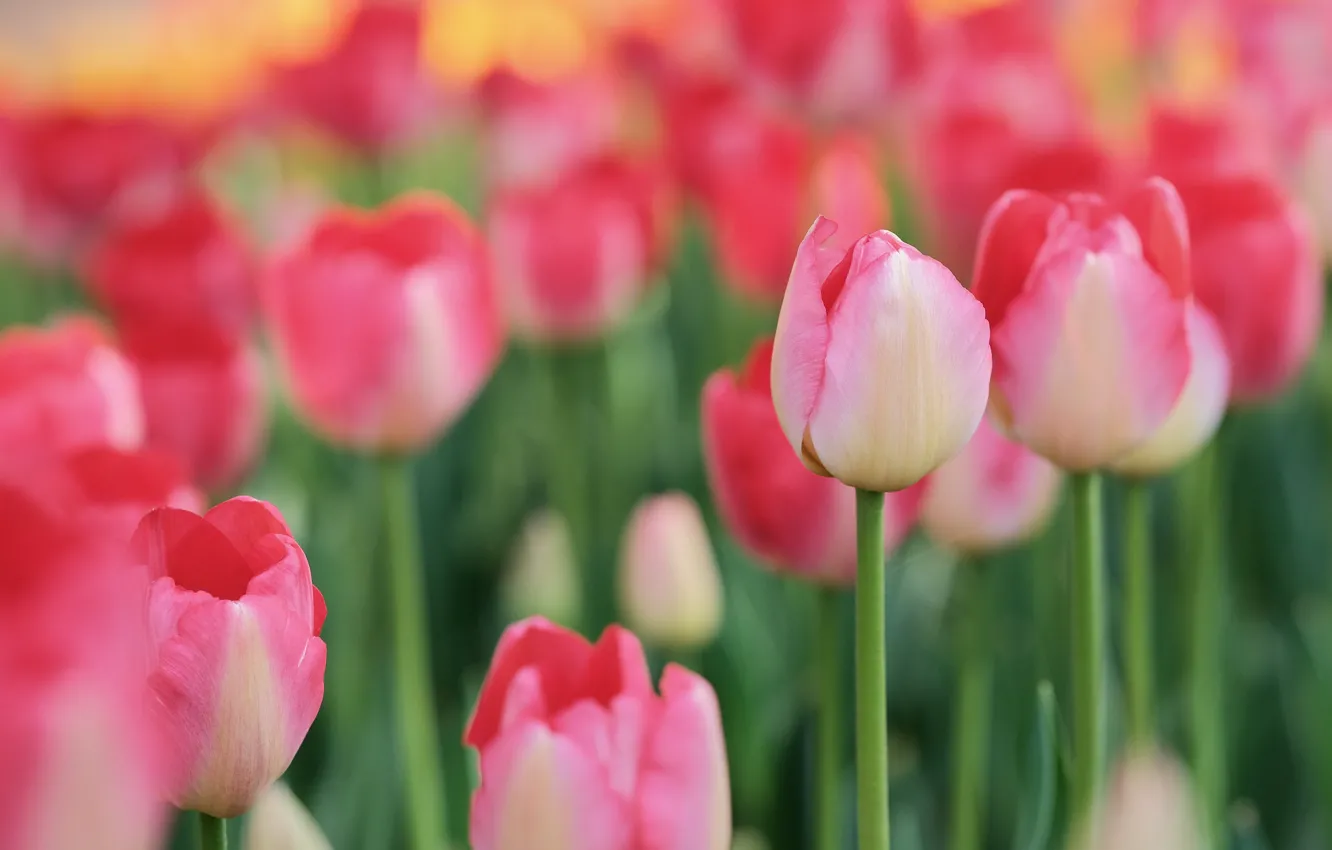Photo wallpaper tulips, pink, buds, bokeh