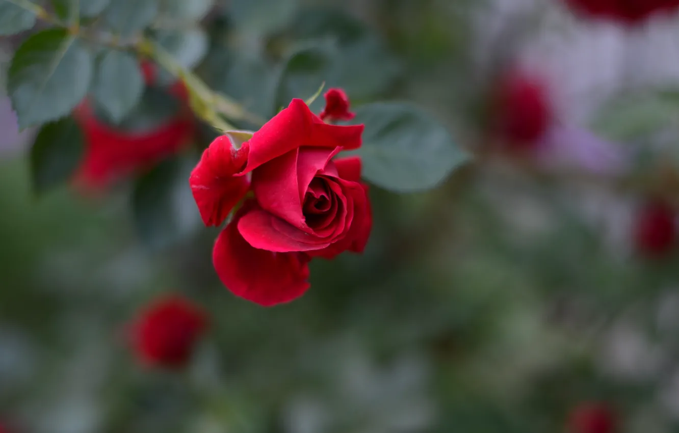 Photo wallpaper flower, leaves, rose, branch, Bud, red, bokeh, blurred background