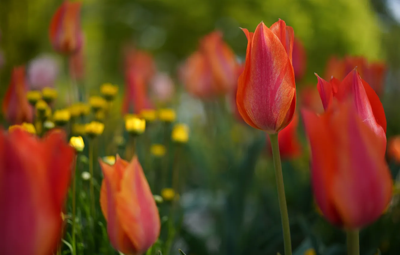 Photo wallpaper flowers, tulips, red, buds, bokeh