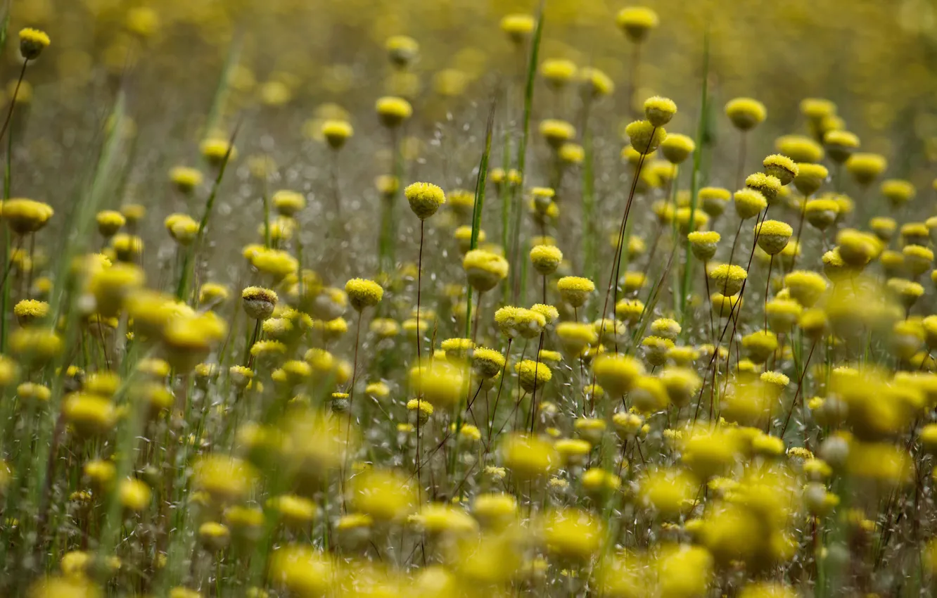 Photo wallpaper field, flowers, yellow, field, a lot, bokeh