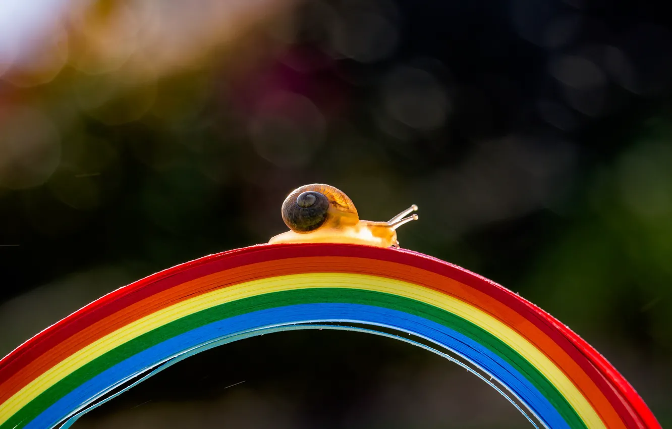 Photo wallpaper macro, light, strips, bridge, strip, the dark background, snail, rainbow
