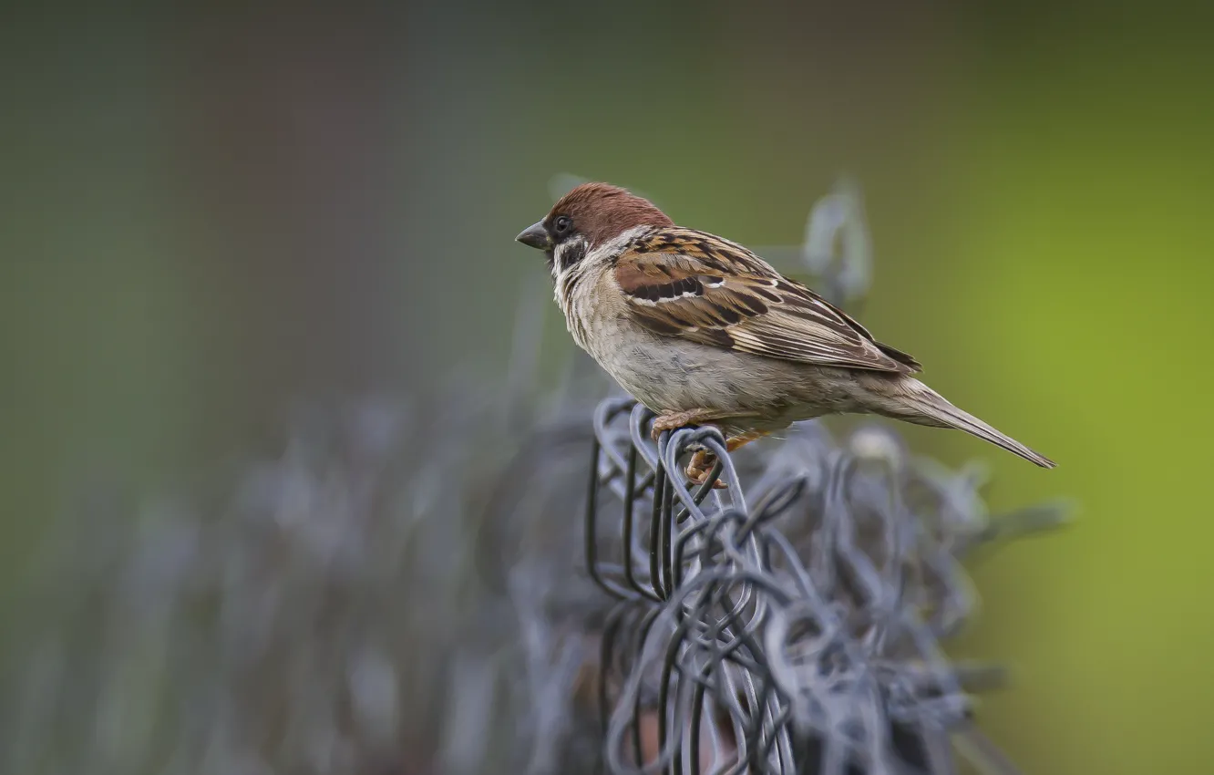 Photo wallpaper background, bird, the fence, Sparrow