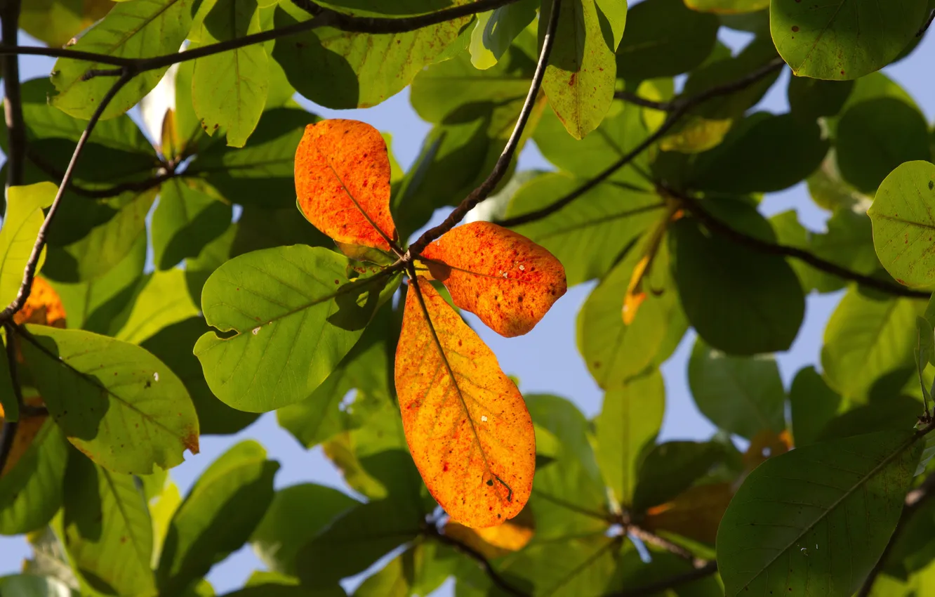 Photo wallpaper autumn, leaves, nature