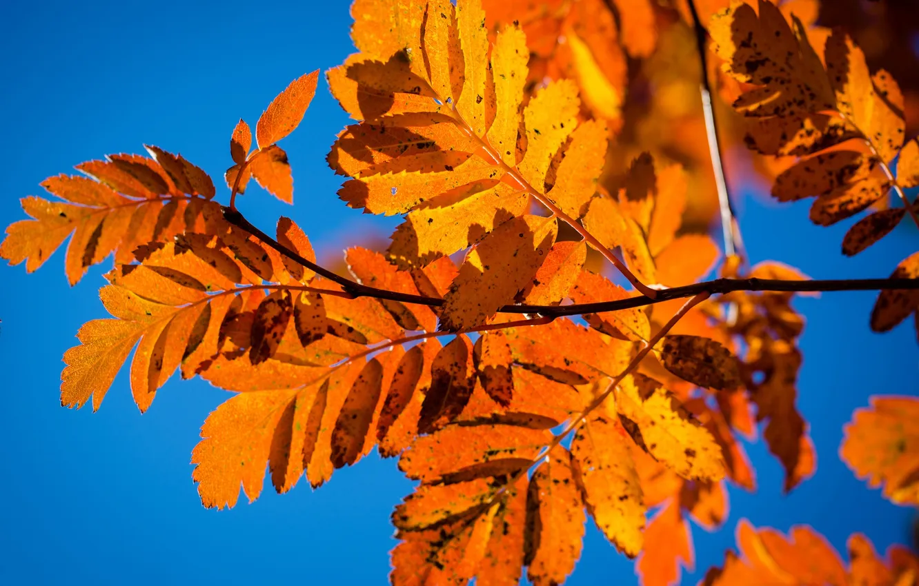 Photo wallpaper autumn, the sky, leaves, branch