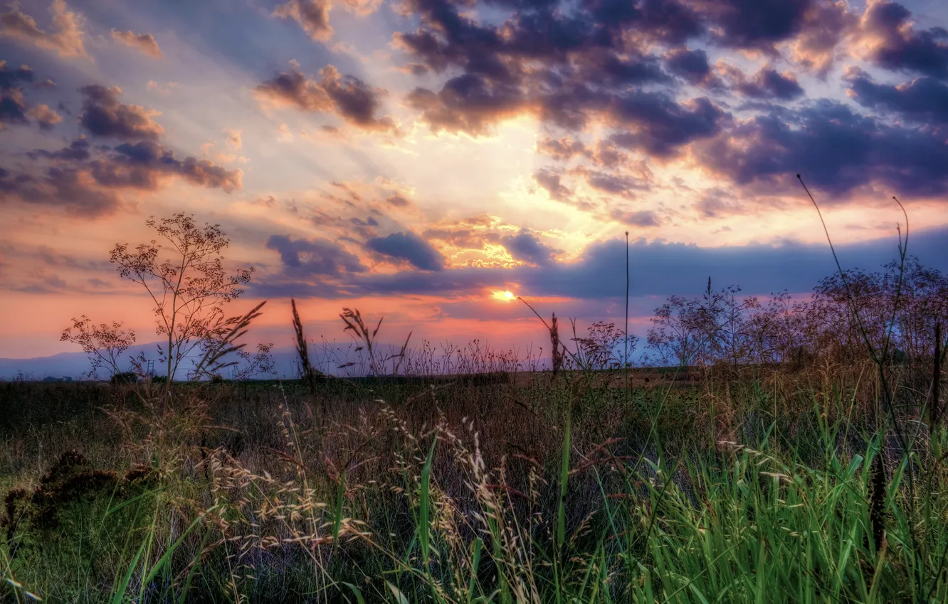 Photo wallpaper the sky, grass, sunset, nature, meadow