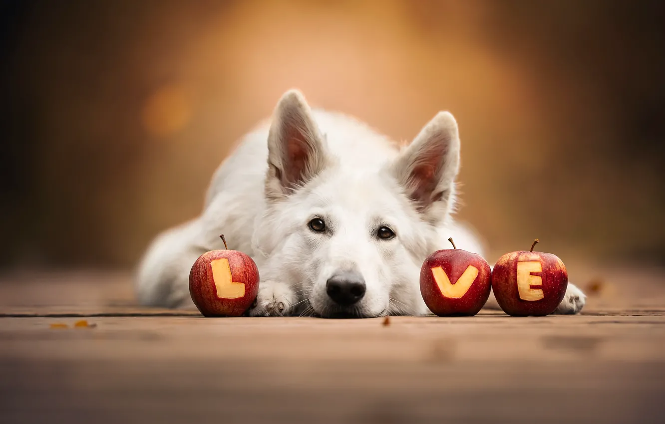 Photo wallpaper look, face, background, apples, dog, ears, The white Swiss shepherd dog