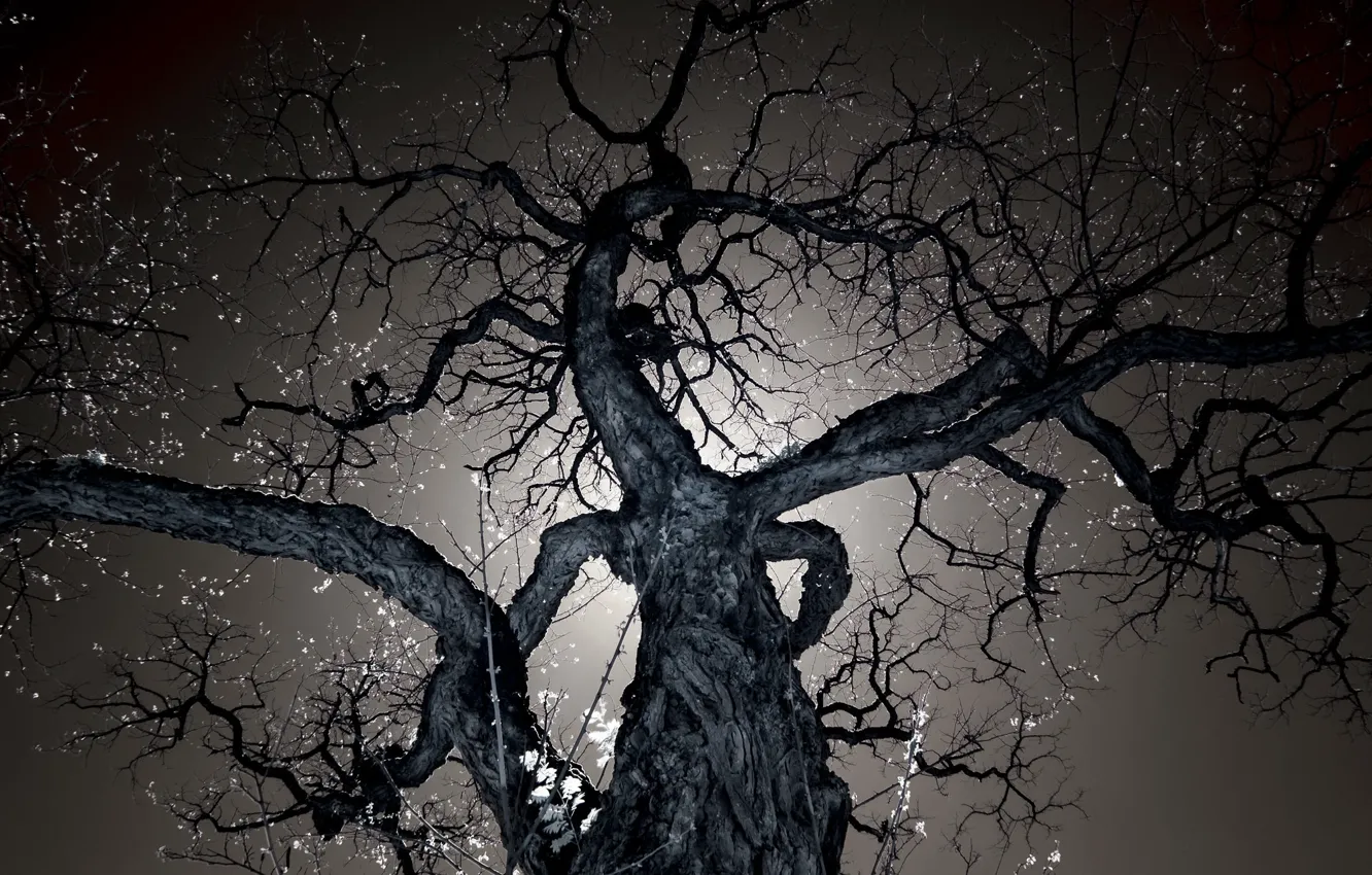 Photo wallpaper the sky, trees, night