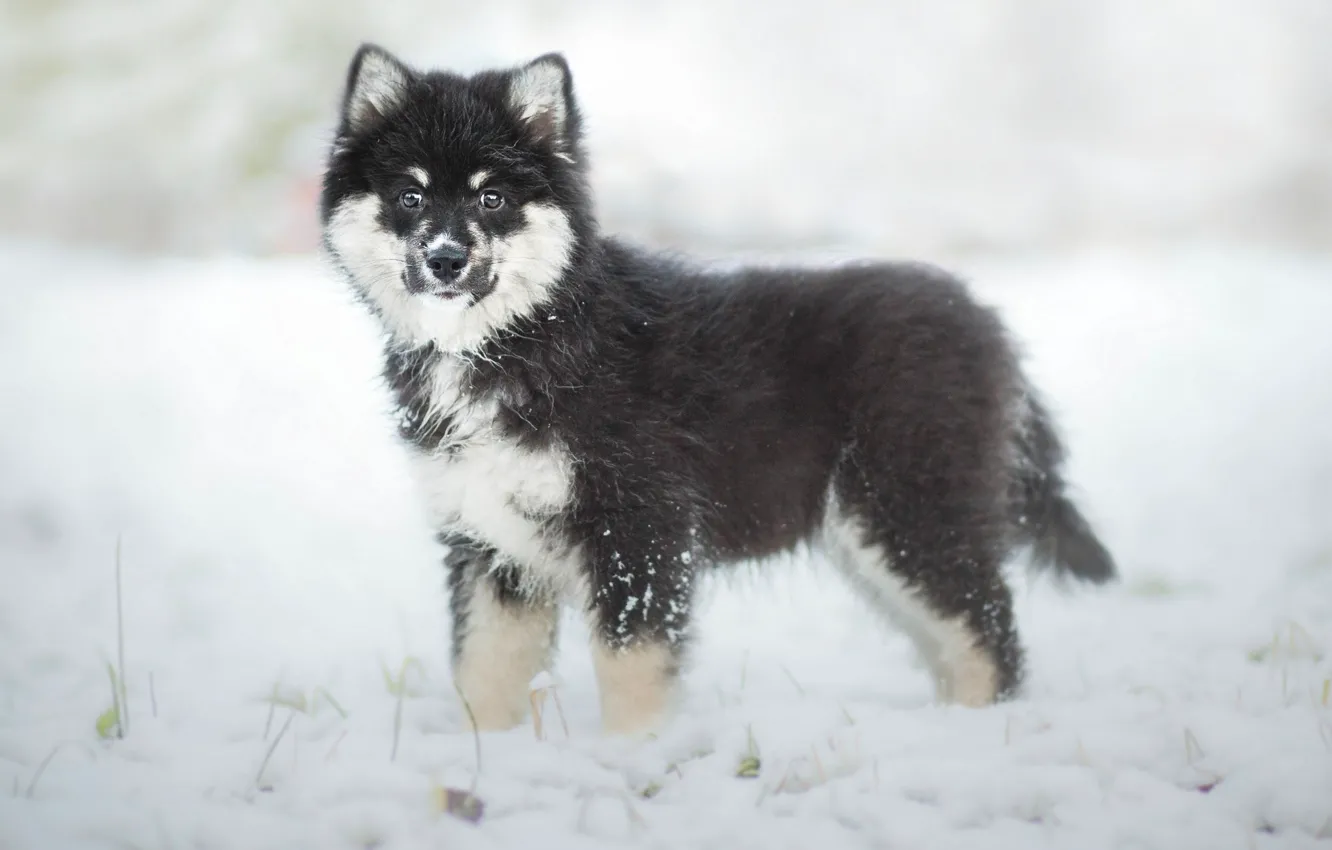 Photo wallpaper winter, dog, puppy, Finnish, Lapp, Laplander husky, Finnish lapphund