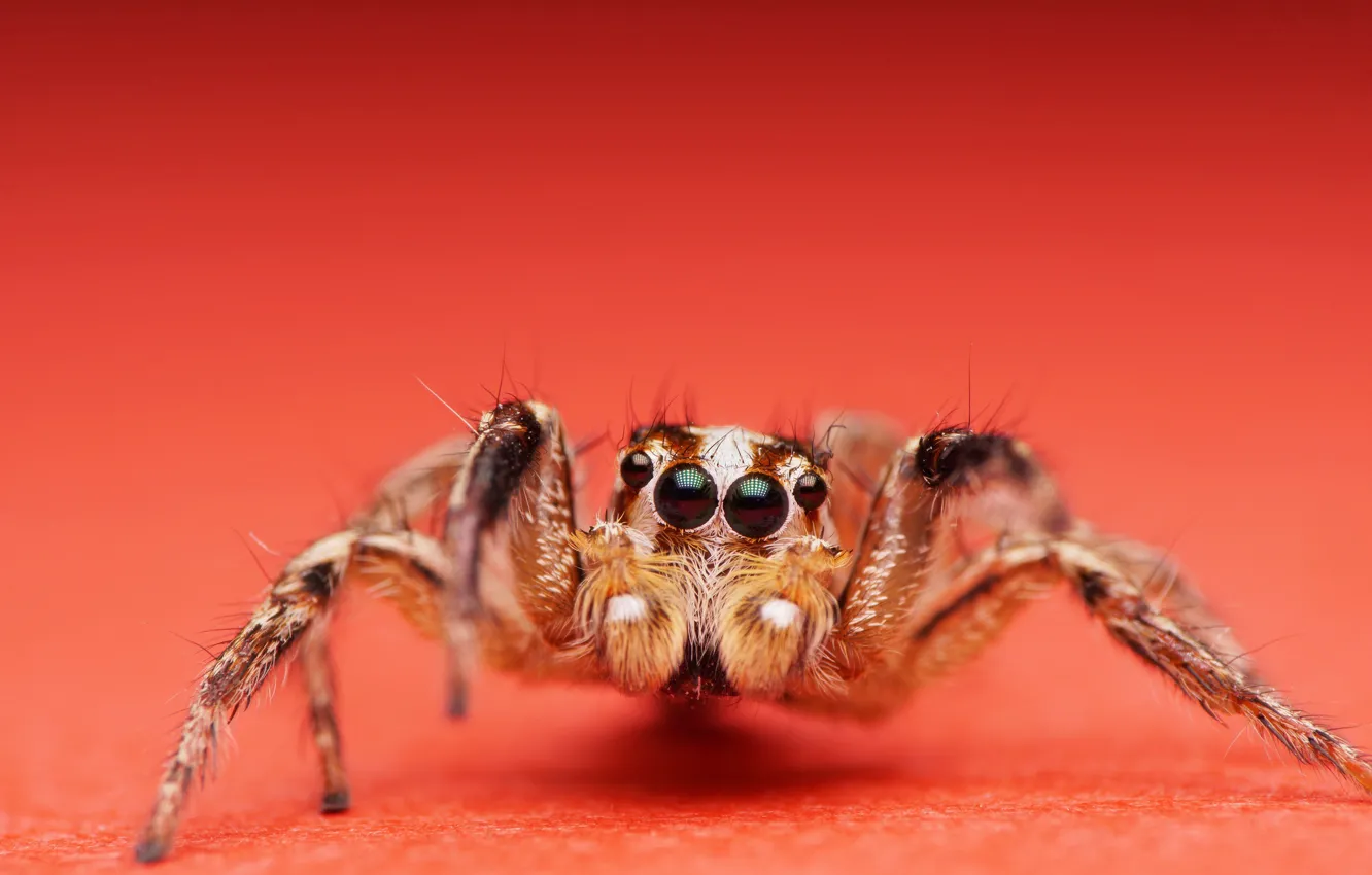 Photo wallpaper insect, Jumping Spider, Plexippus paykulli