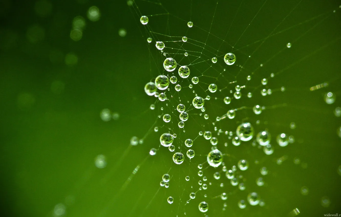 Photo wallpaper greens, drops, web