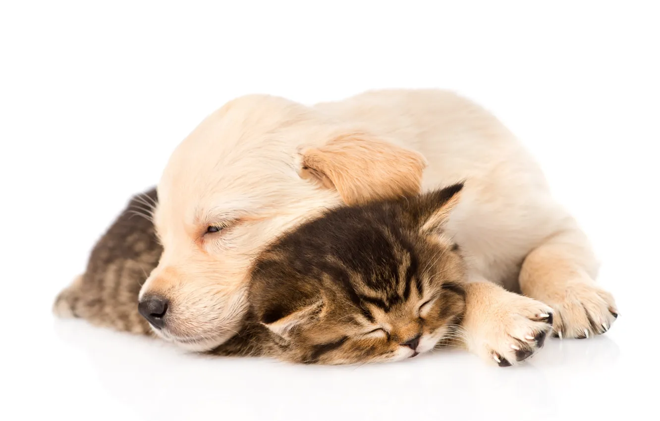 Photo wallpaper cat, pose, together, sleep, dog, sleeping, puppy, white background