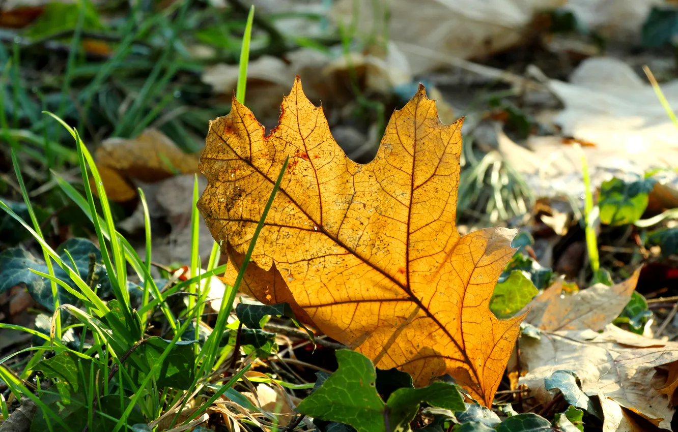 Photo wallpaper yellow, autumn, leaf, fall