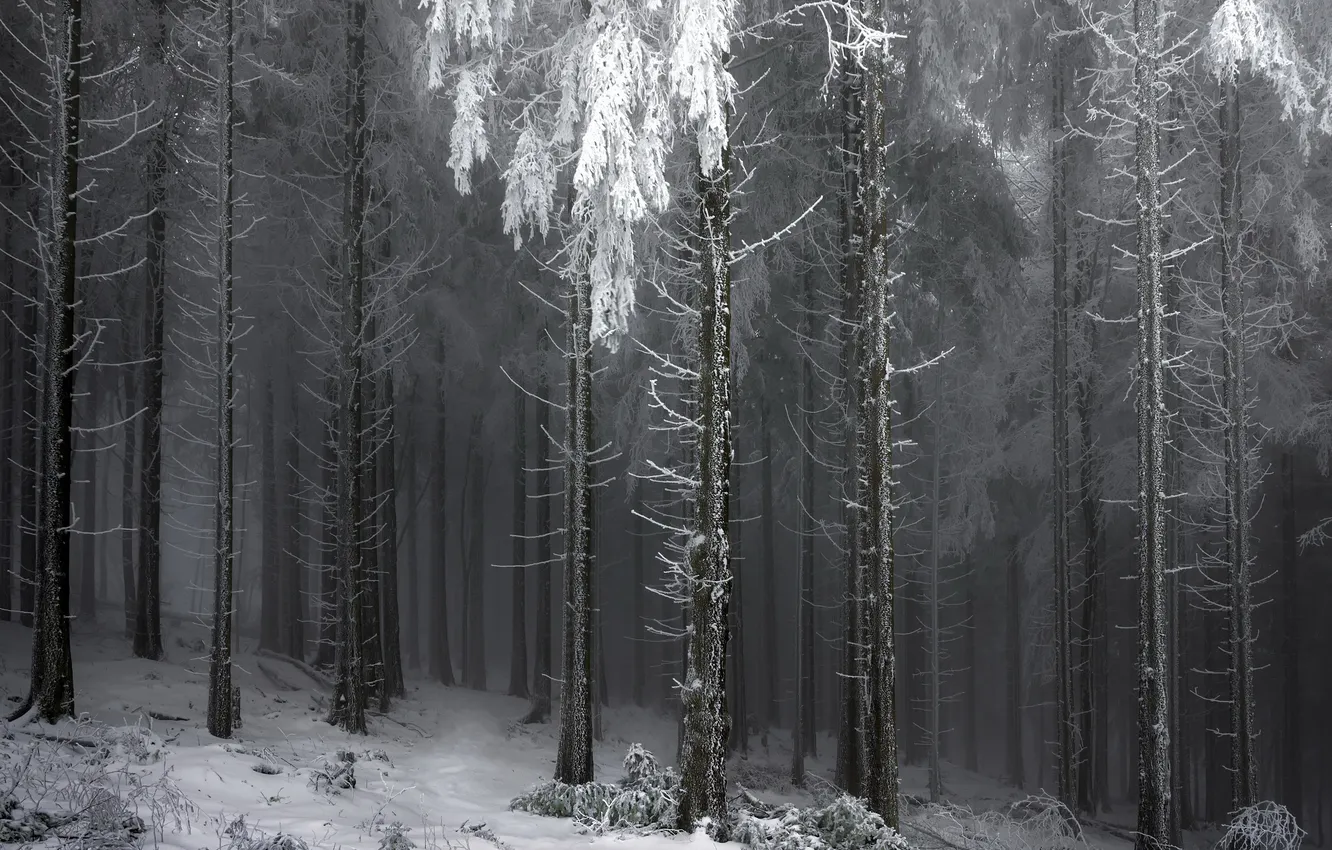 Photo wallpaper winter, forest, nature