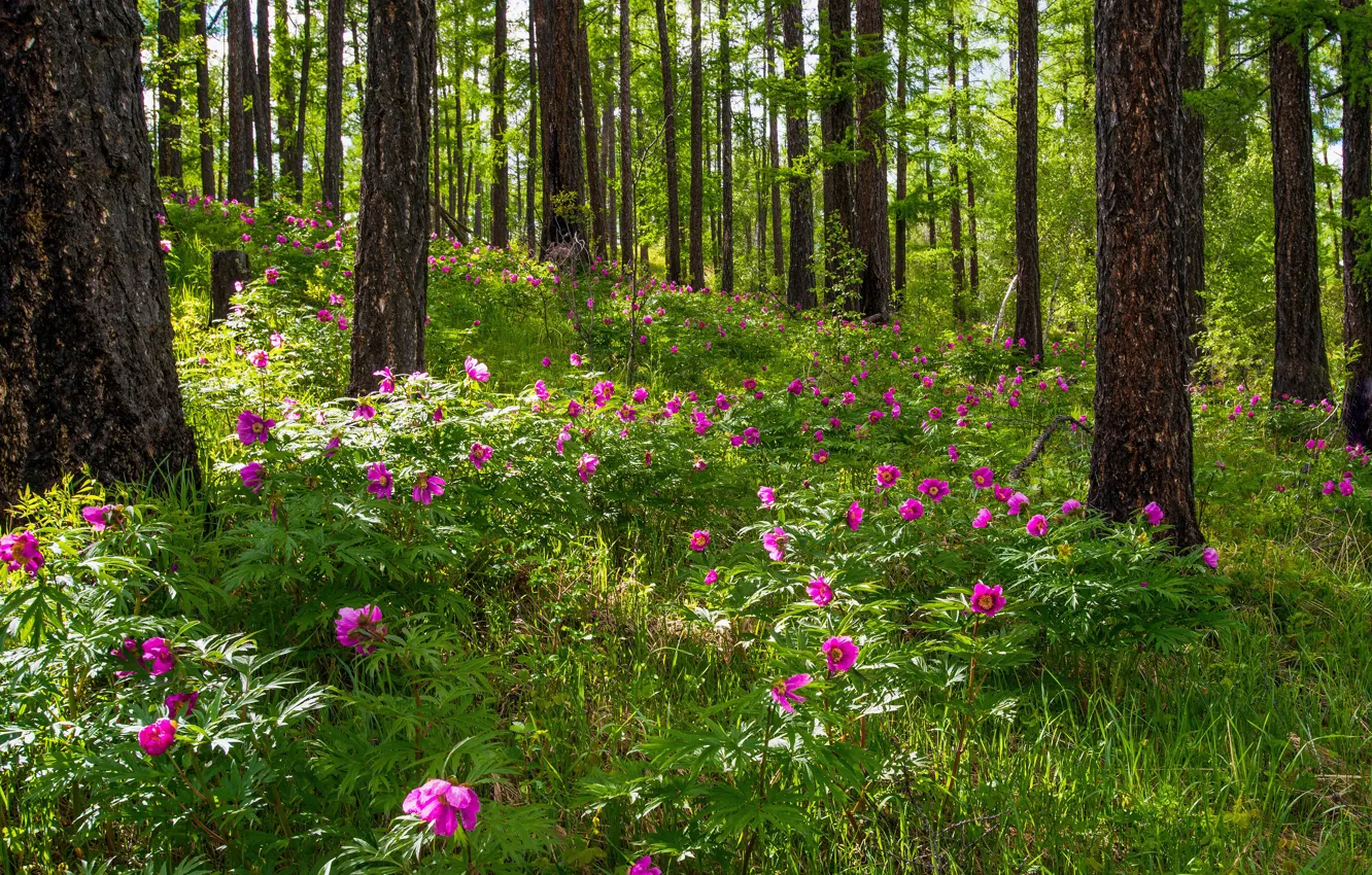 Photo wallpaper forest, trees, flowers, spring, peonies