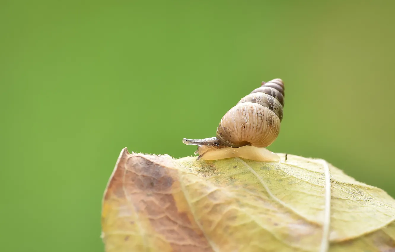 Photo wallpaper leaves, macro, snail