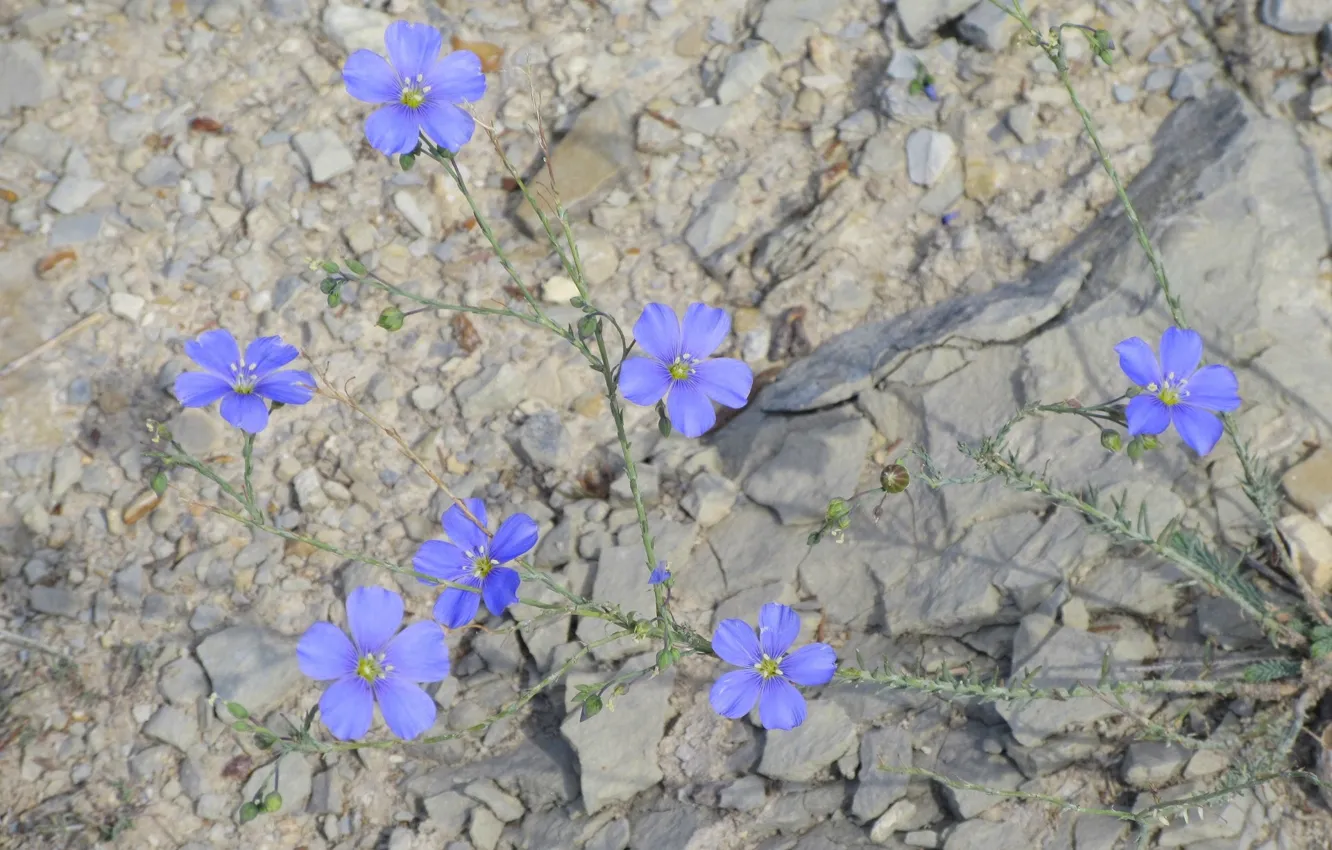 Photo wallpaper flowers, len, Meduzanol ©, Summer 2018