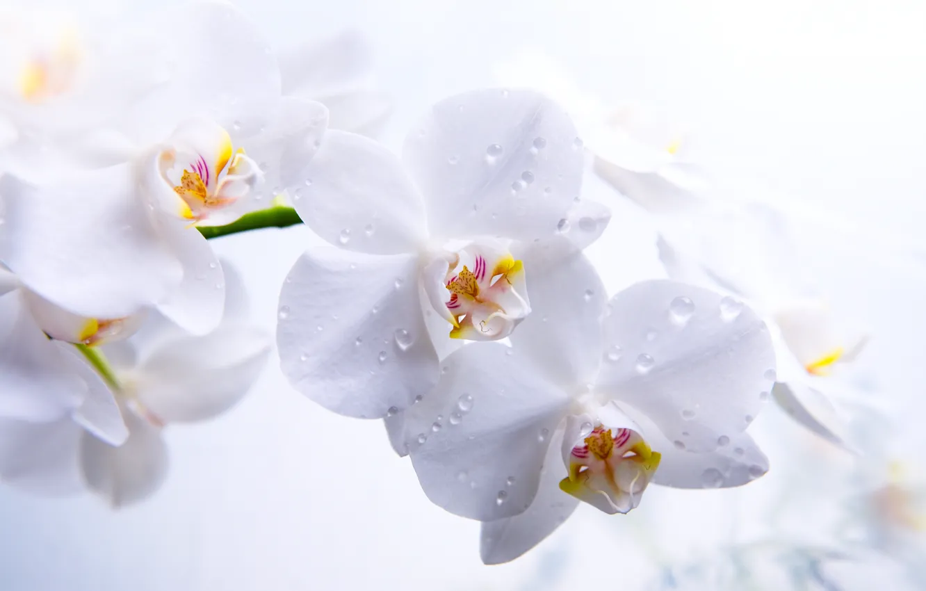 Photo wallpaper flowers, petals, stem, white, orchids, Phalaenopsis