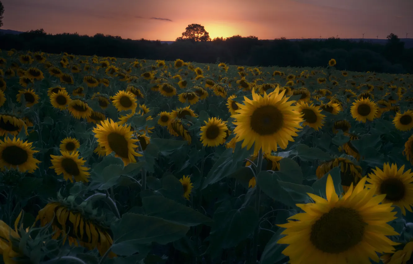 Photo wallpaper field, forest, summer, the sky, sunflowers, sunset, flowers, dal