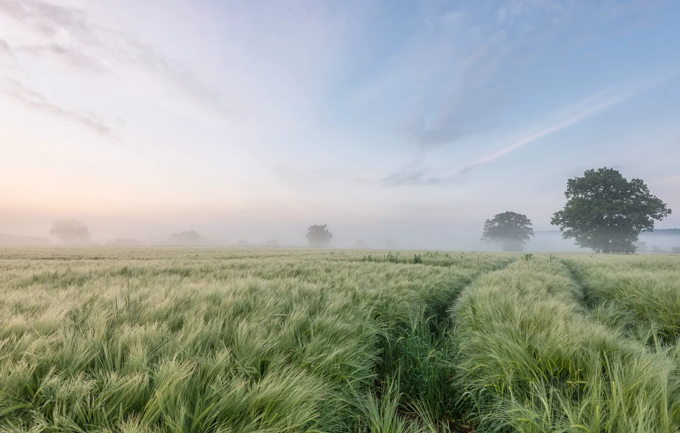 Photo wallpaper field, trees, fog, morning, barley