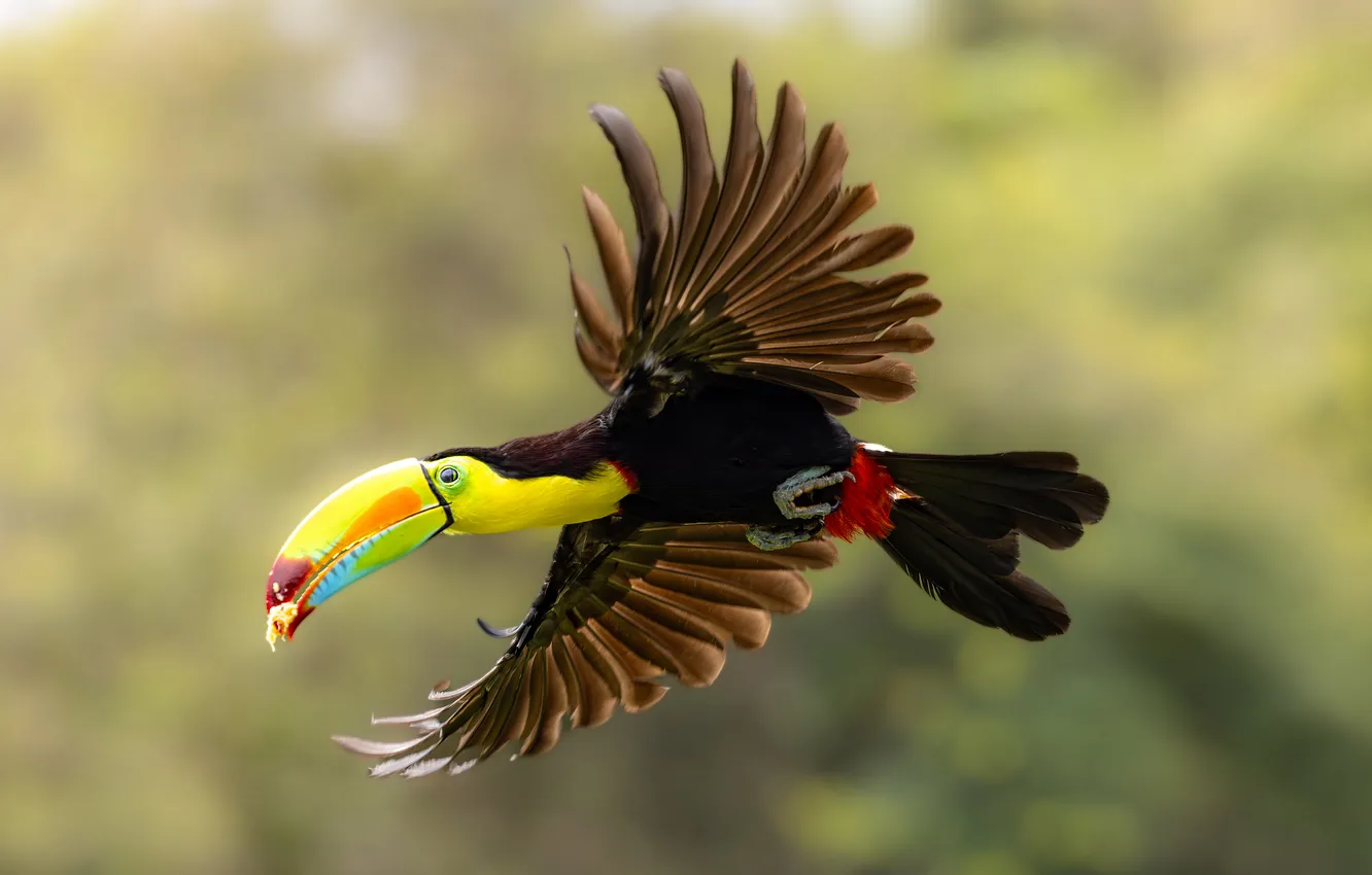Photo wallpaper flight, bird, Toucan, bokeh, wingspan