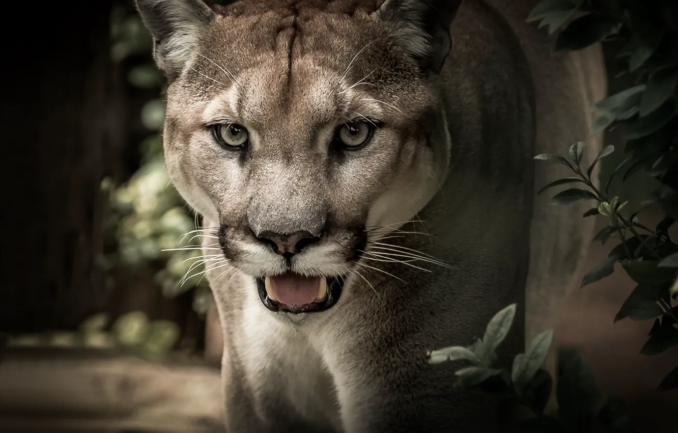 Photo wallpaper cat, look, face, portrait, predator, Puma, wild