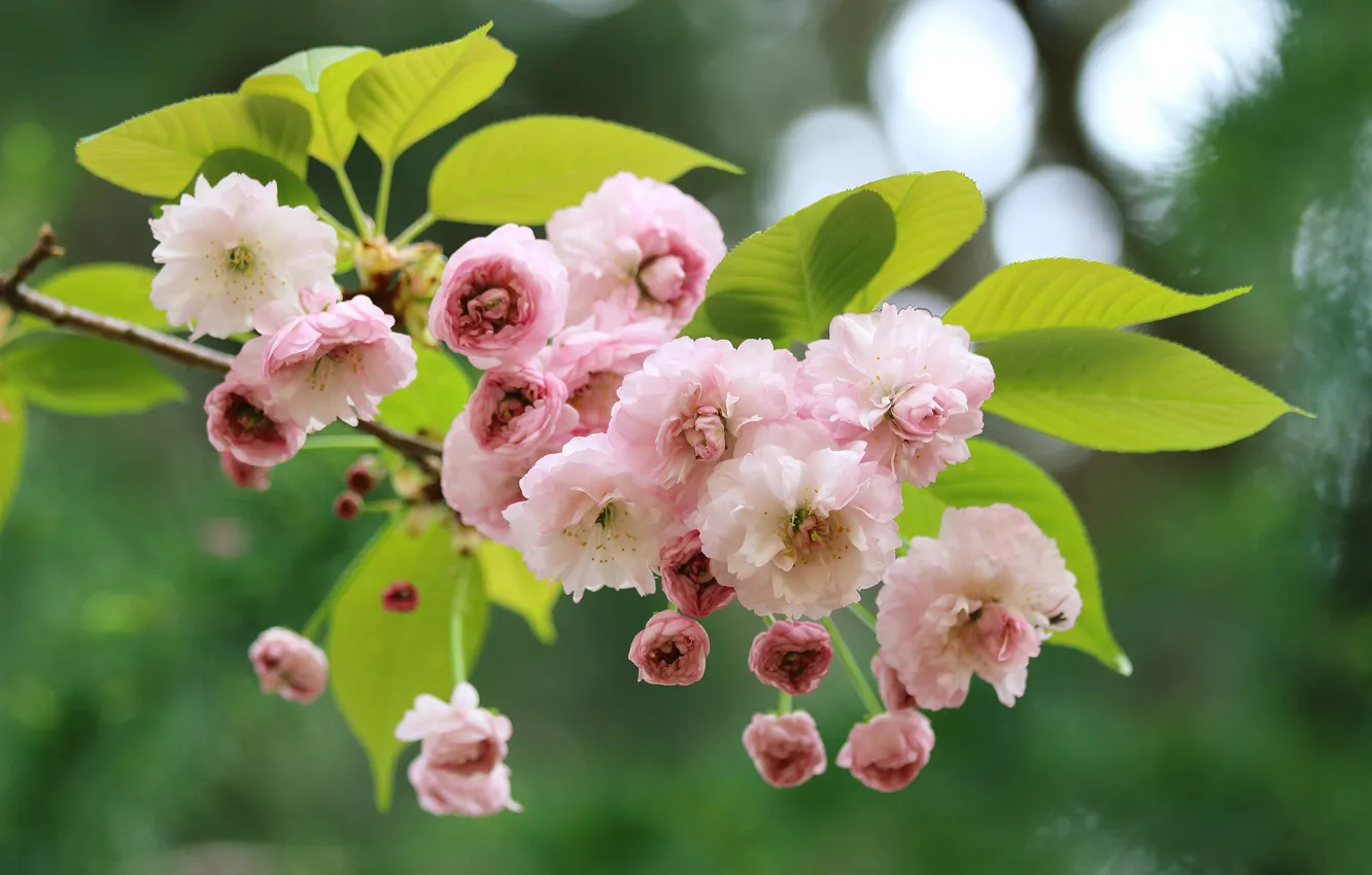 Photo wallpaper macro, cherry, branch, spring, Sakura, flowering, flowers