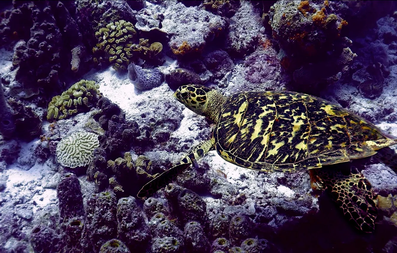 Photo wallpaper sea, Deep Sea, turtle, seabed, sea turtle, beautiful animals, sea color, Marine colors