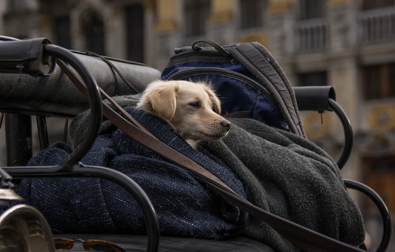 Photo wallpaper cold, life, the city, each, loyalty, devotion, dog, care