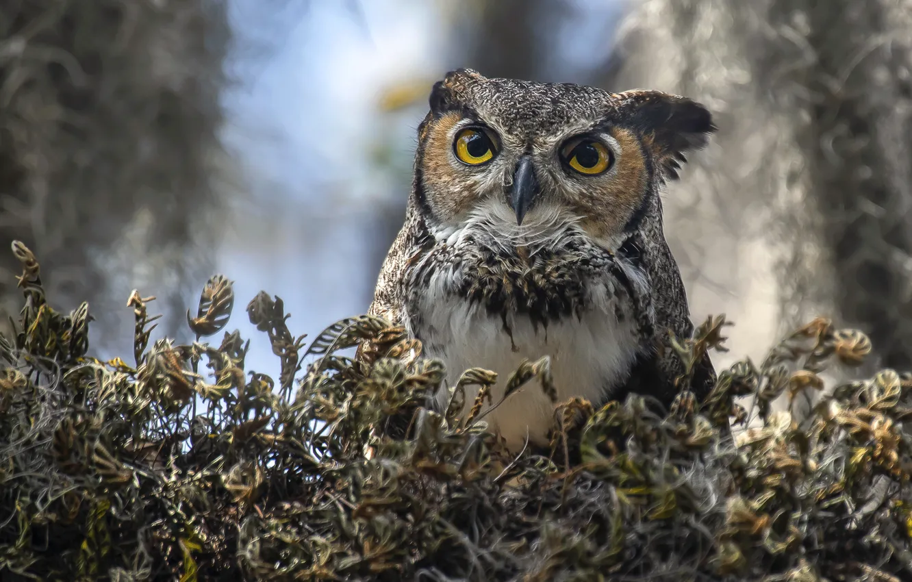 Photo wallpaper thickets, owl, owl