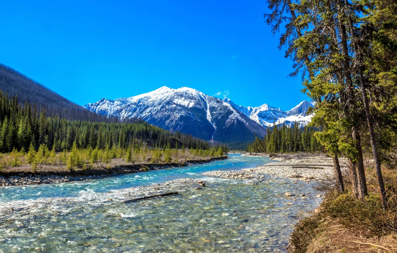 Photo wallpaper forest, trees, mountains, river, Canada, Canada, British Columbia, British Columbia