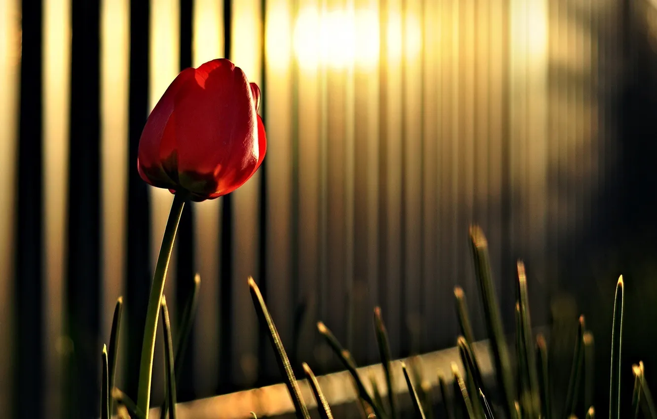 Photo wallpaper greens, grass, the sun, flowers, tulips