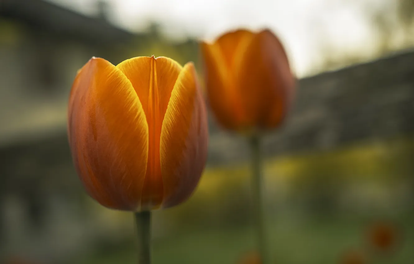 Photo wallpaper flowers, background, tulips