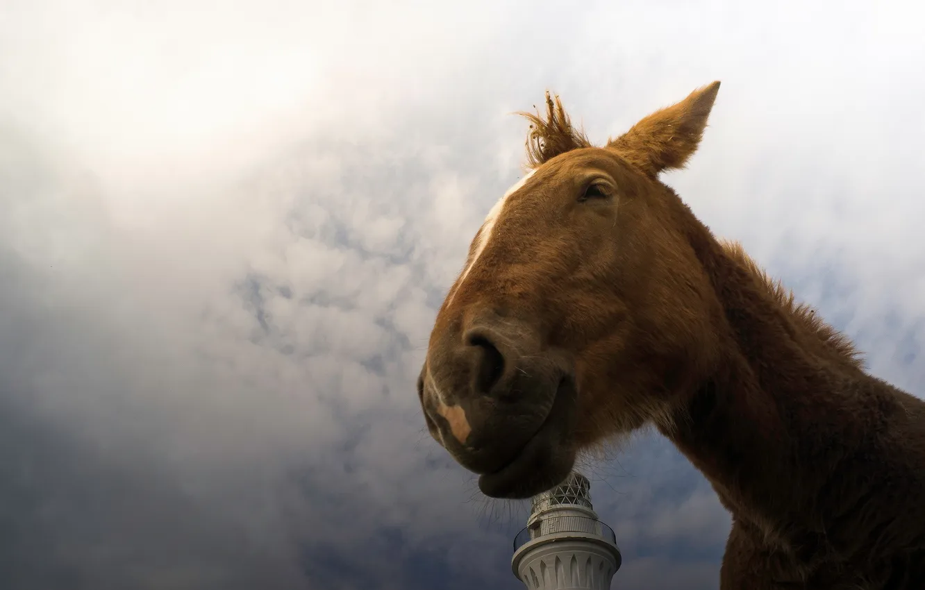 Photo wallpaper smile, horse, Lighthouse Dreamer