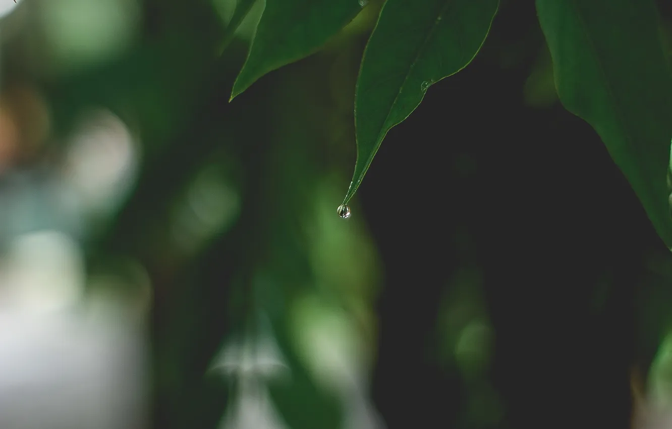 Photo wallpaper leaves, drops, leaf