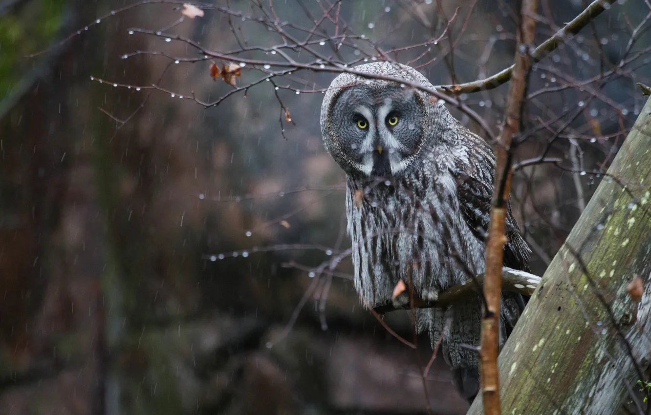 Photo wallpaper branches, rain, owl, bird