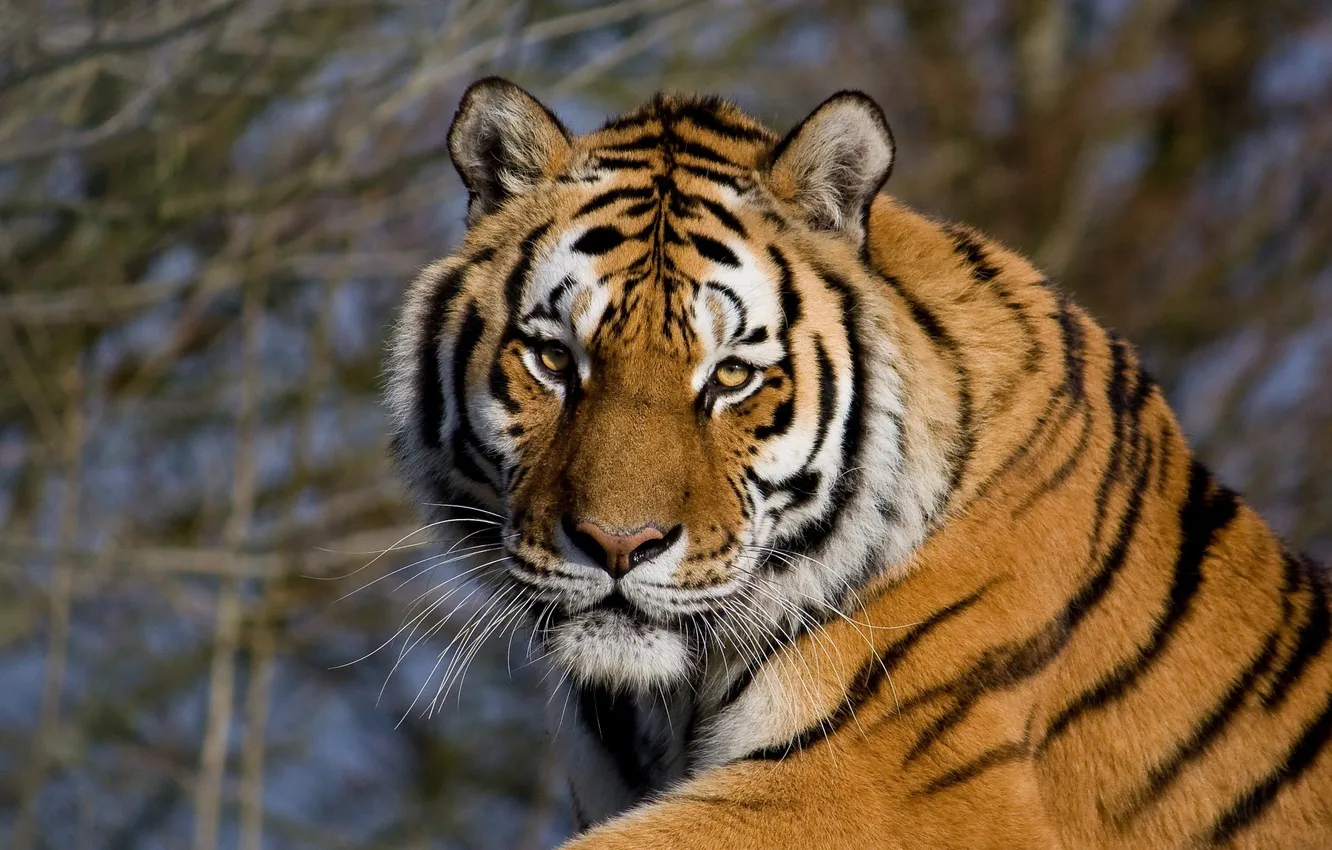 Photo wallpaper face, tiger, wild cat