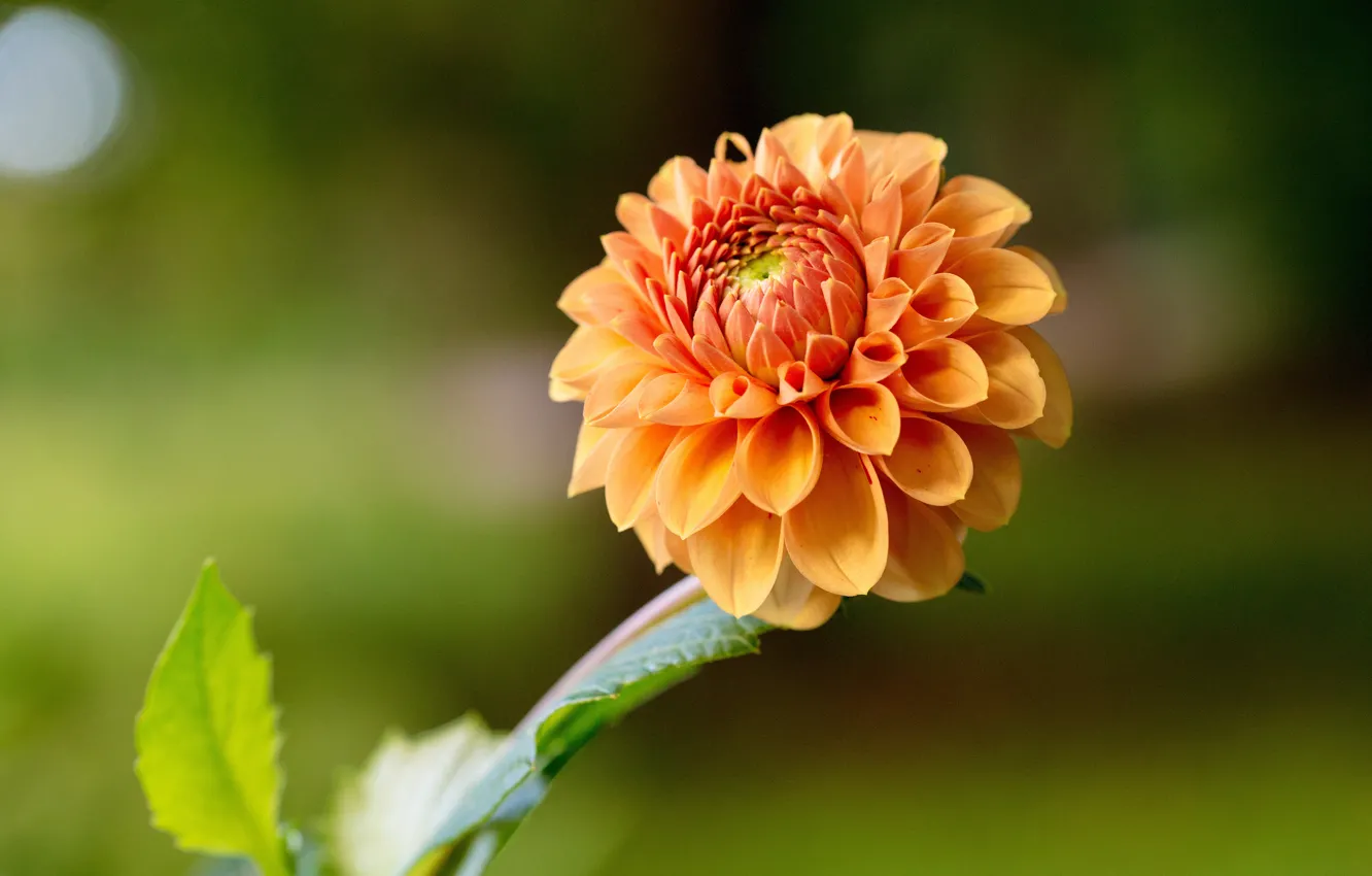 Photo wallpaper orange, background, bokeh, dahlias